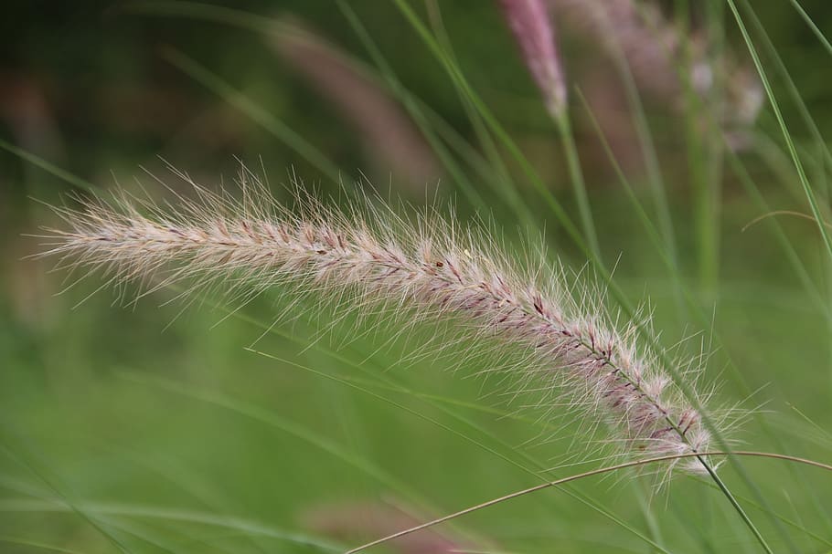 miscanthus, wilderness, riverside, grass, plant, close-up, beauty in nature, HD wallpaper