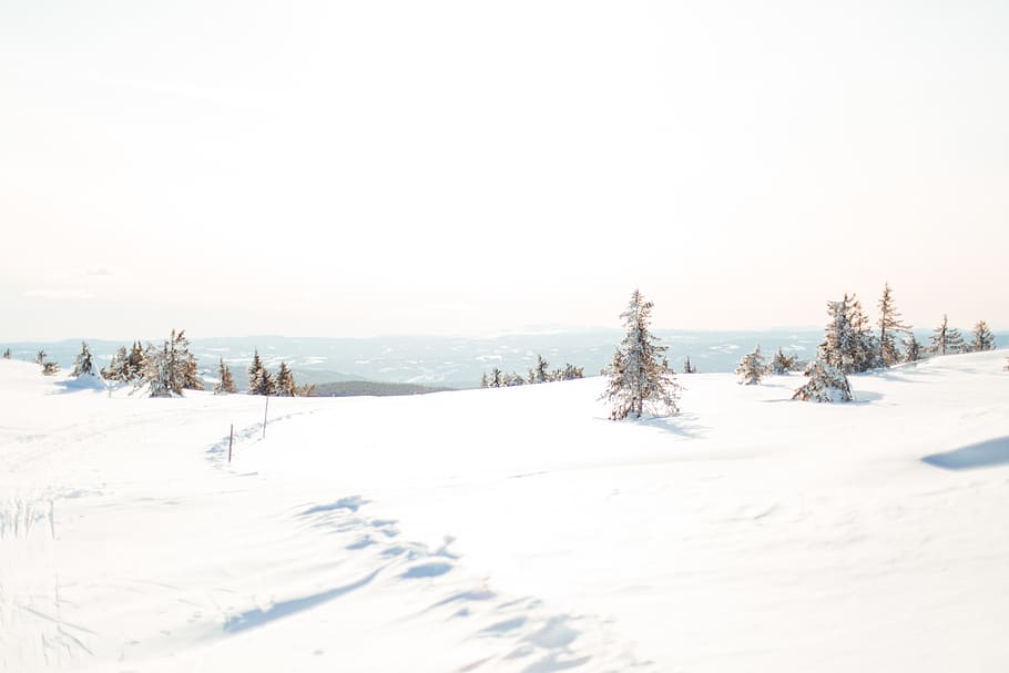 snow land, winter, cold temperature, white color, plant, tree HD wallpaper