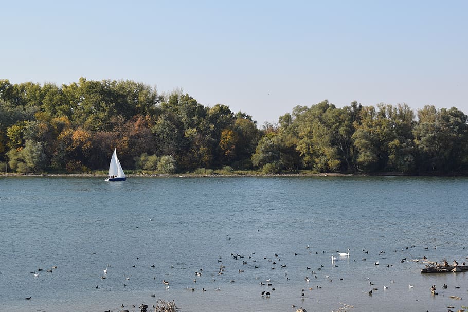 serbia, belgrade, tree, water, plant, bird, animal wildlife