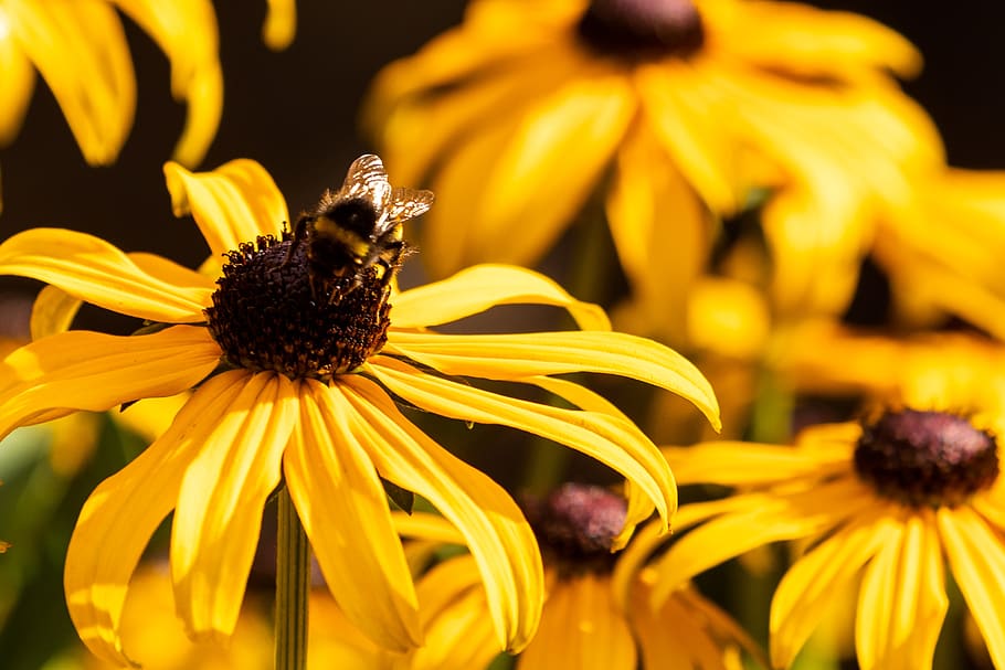 flower, coneflower, bee, blossom, bloom, nature, garden, plant HD wallpaper