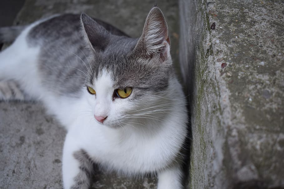 serbia, belgrade, cat, domestic cat, animal themes, pets, feline HD wallpaper