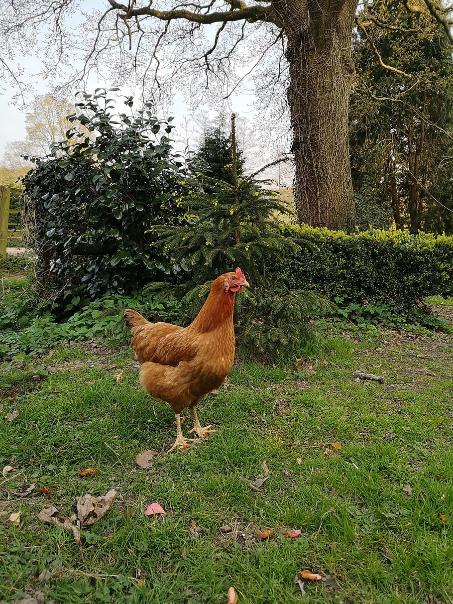 easter, nature, hen, chicken, animal, bird, farm, outdoor, domestic animals HD wallpaper