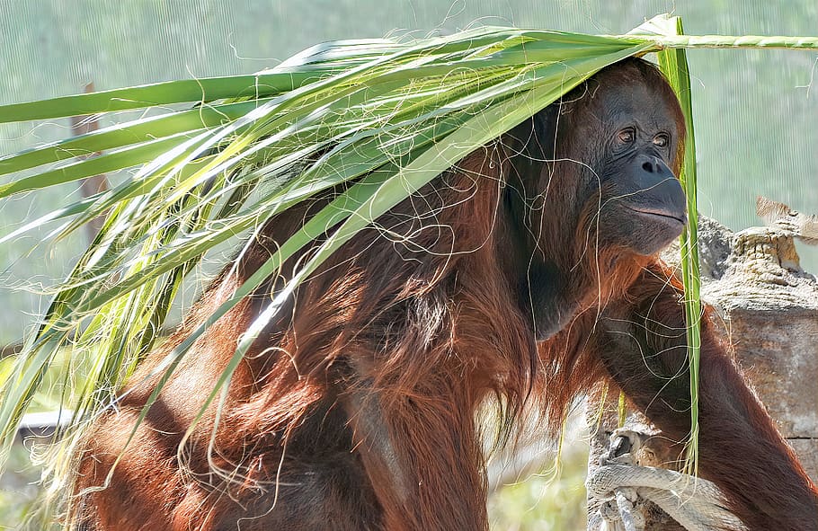orangutan, ape, monkey, primate, borneo, mammal, wildlife, jungle, HD wallpaper