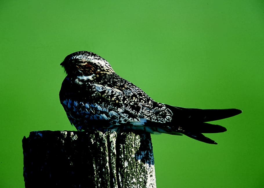 night, hawk, bird, animal, nature, animal themes, one animal HD wallpaper
