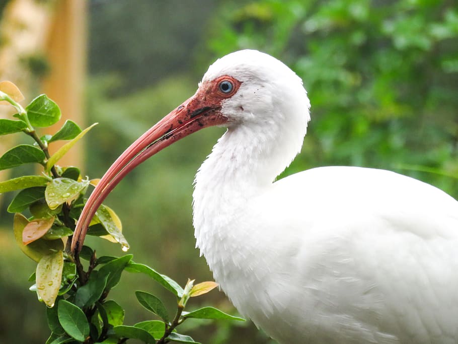Bird, Animals, Macro, Nature, leaves, animal themes, animal wildlife HD wallpaper