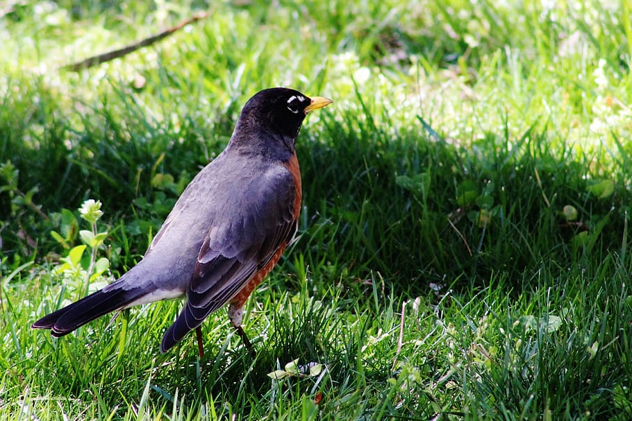 bird, robin, wildlife, grass, flower, animal themes, animal wildlife HD wallpaper