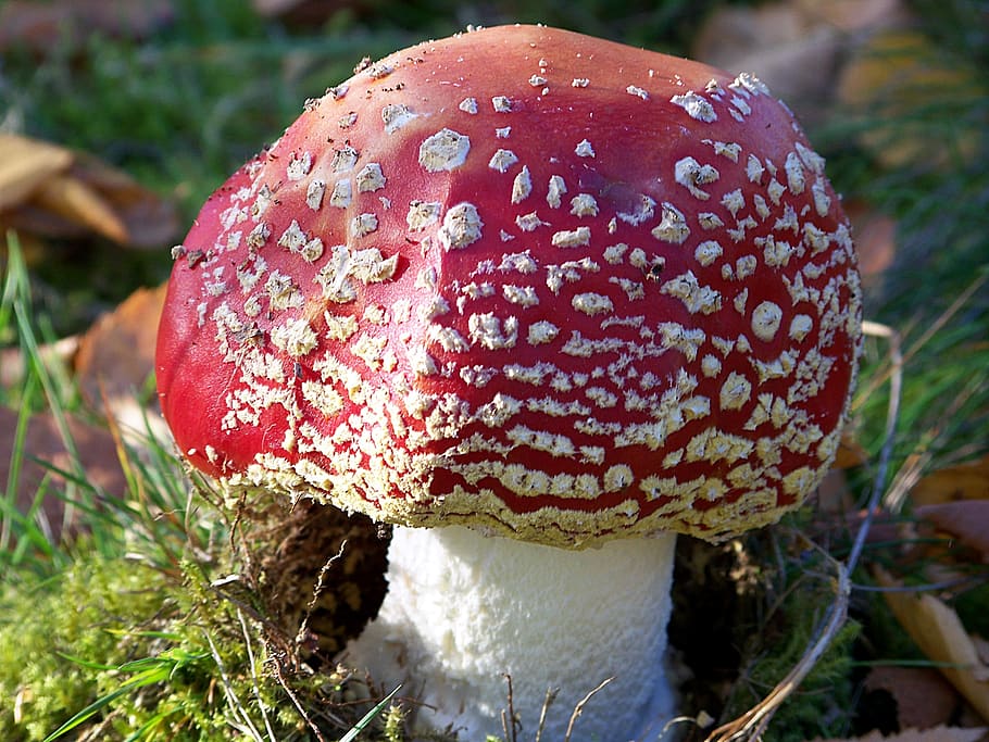 fly agaric, agaricum, rotweiss, close up, high moor, vörder country HD wallpaper