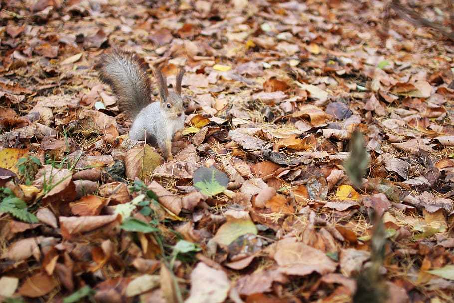 squirrel, autumn, foliage, rodent, animals, nature, cute, park HD wallpaper