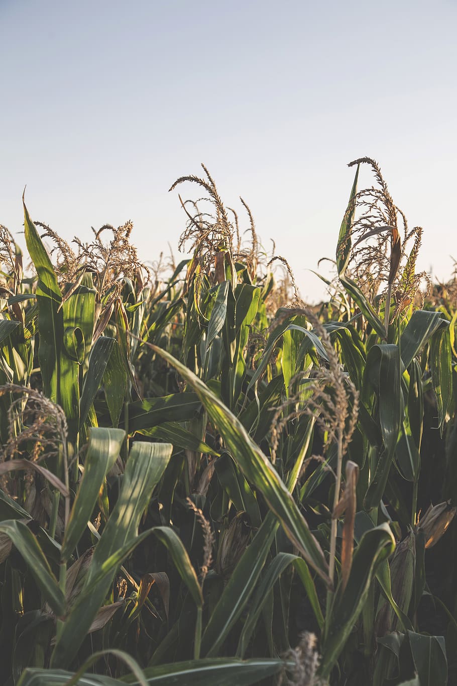 summer, evening, field, corn, growth, plant, sky, land, agriculture HD wallpaper