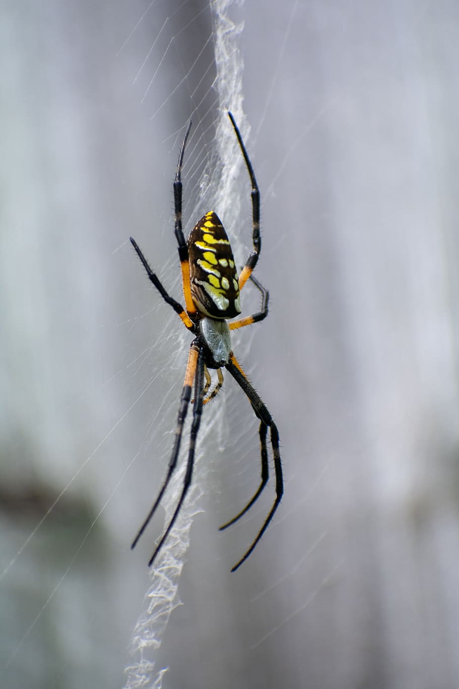garden spider, web, nature, arachnid, black, legs, closeup, HD wallpaper