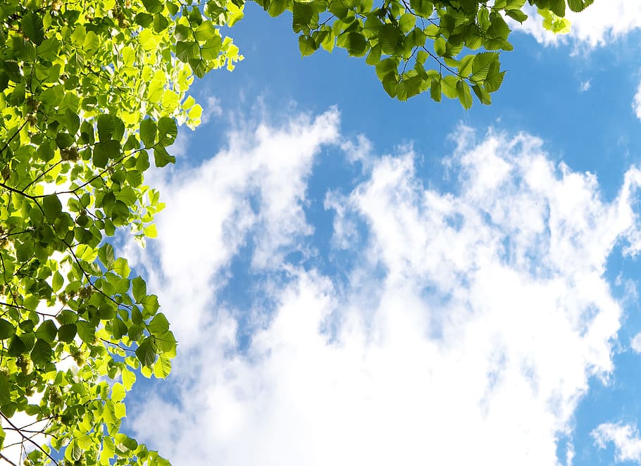 con2011, sky, scene, tree, leaves, cloud - sky, leaf, plant part HD wallpaper
