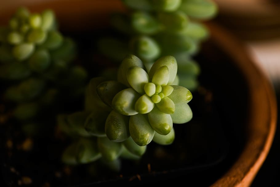 green succulent plant, food, grapes, fruit, macro, donkey tail