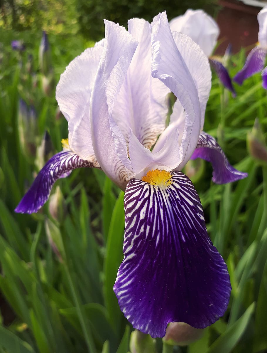 iris, flowering plant, fragility, vulnerability, beauty in nature HD wallpaper
