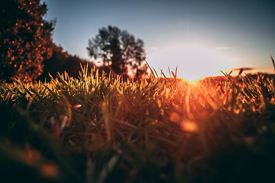 grass, tree, sun, plant, sky, growth, field, land, nature, selective focus HD wallpaper