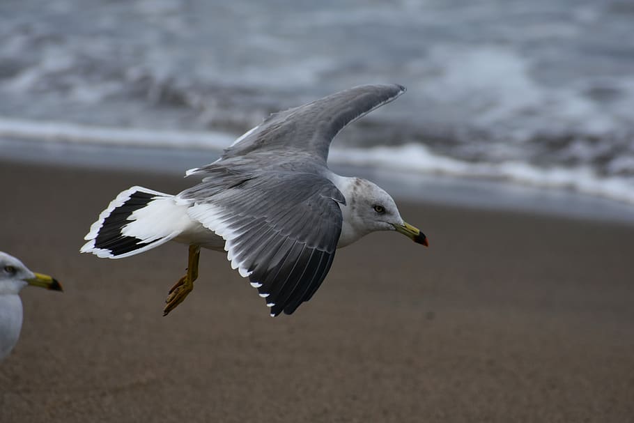 animal, sea, beach, wave, bird, wild birds, seabird, sea gull HD wallpaper