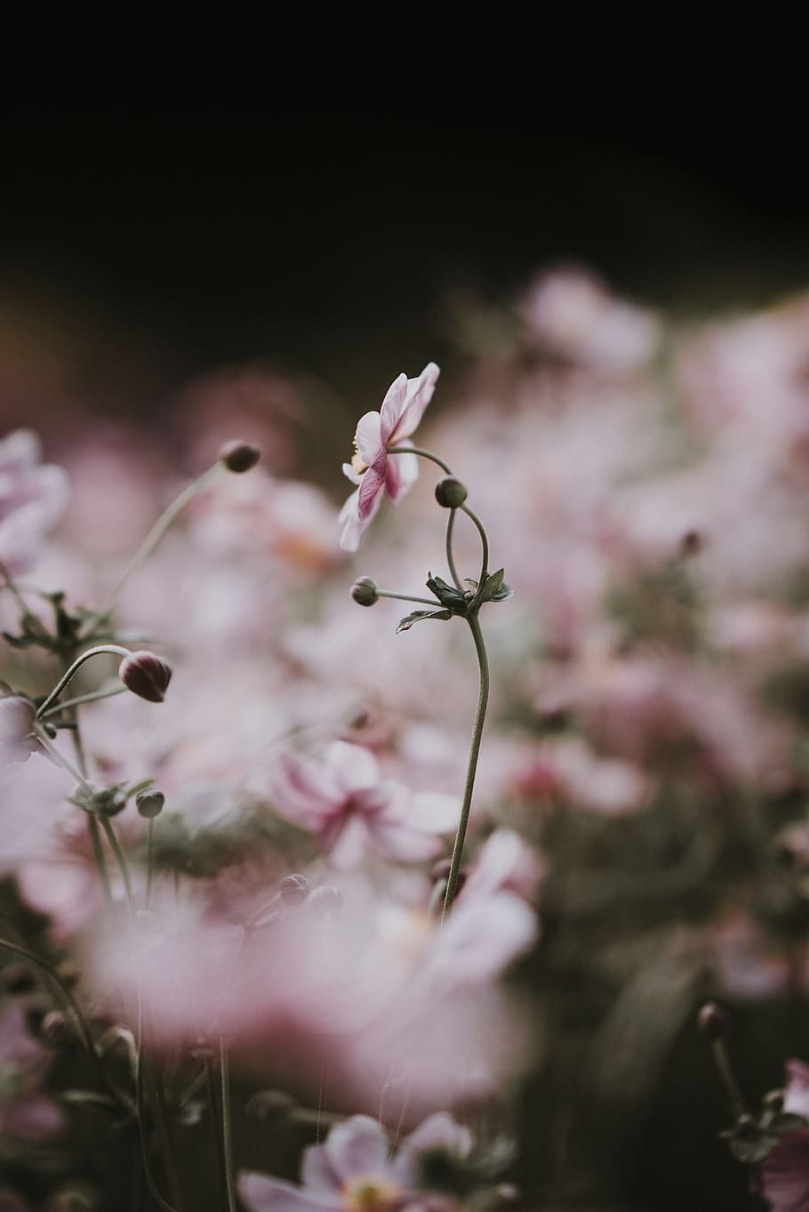 shallow focus photography of pink flower, stem, petal, floral, HD wallpaper