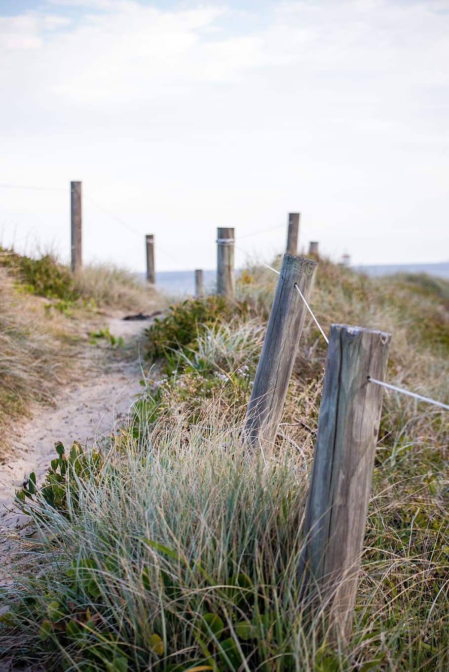 beach, fence, ocean, path, sand, track, grass, plant, land HD wallpaper