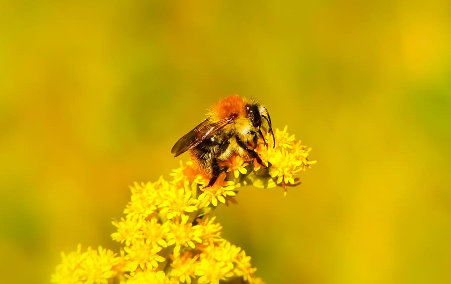 worker bee perched on flower during daytime, animal themes, invertebrate HD wallpaper