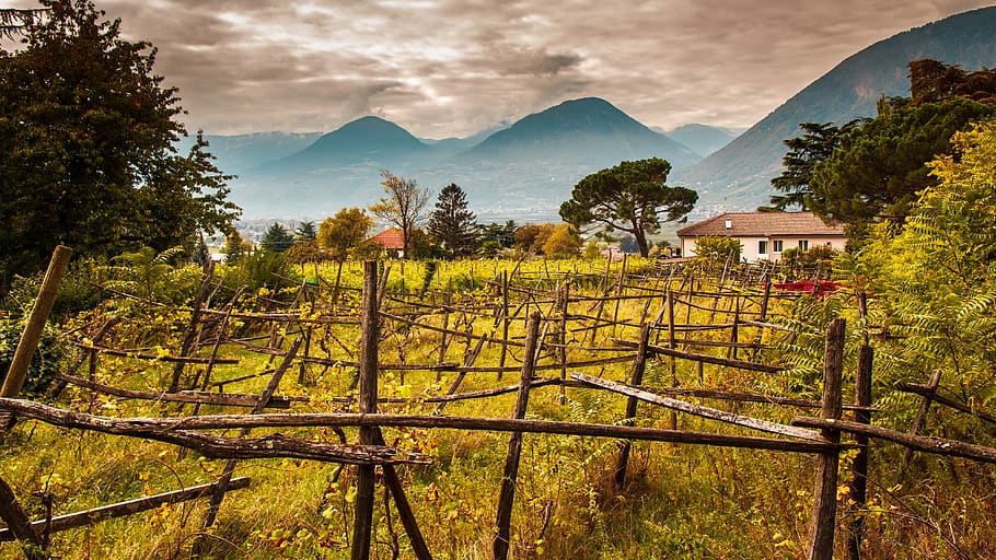 south tyrol, winegrowing, italy, mountains, distant view, wilderness, HD wallpaper