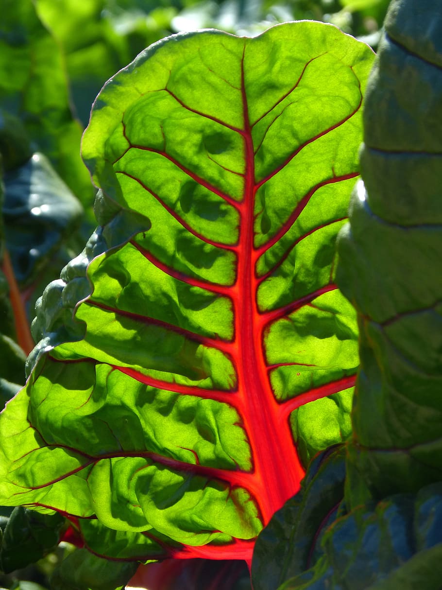 leaf, beauty, chard, red, green, translucent, green color, plant part HD wallpaper