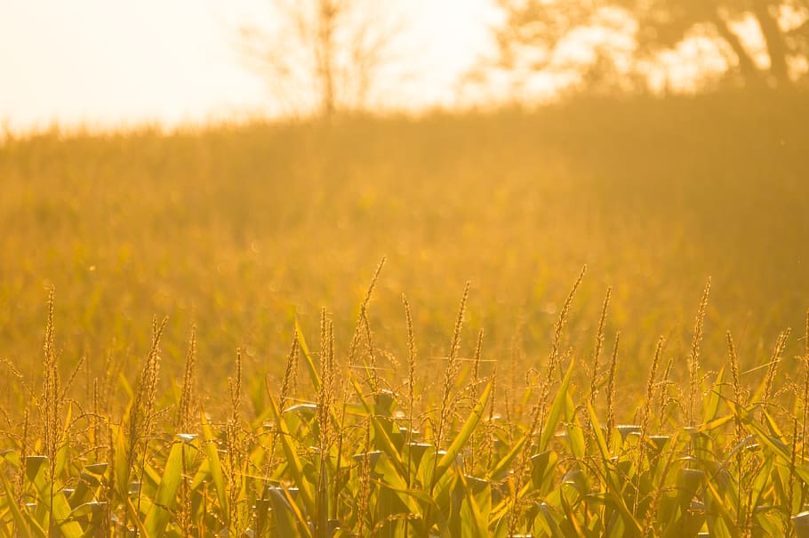 green grassy field, plant, agriculture, land, landscape, rural scene HD wallpaper