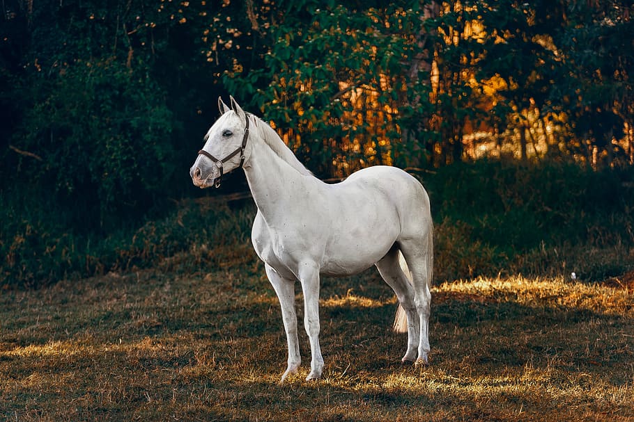 white horse on forest, mammal, animal, andalusian horse, colt horse, HD wallpaper