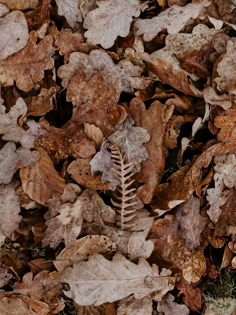 dried leaf, plant part, dry, nature, no people, animal, land HD wallpaper