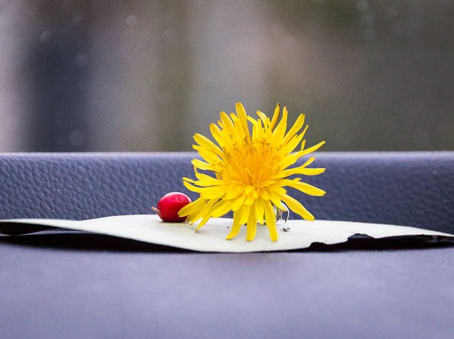 julians_photos, flower, flowering plant, freshness, yellow HD wallpaper