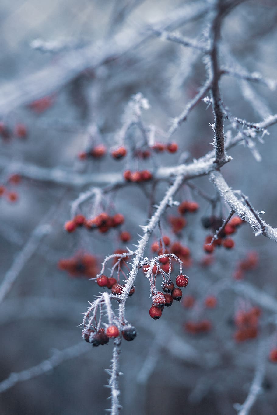 Selective Focus Photography of Red Cherries on Tree Branch, blur HD wallpaper