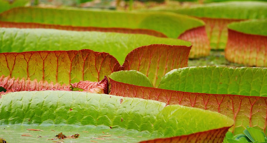 pad, lily, flower, macro, green, nature, pond, plant, green color HD wallpaper