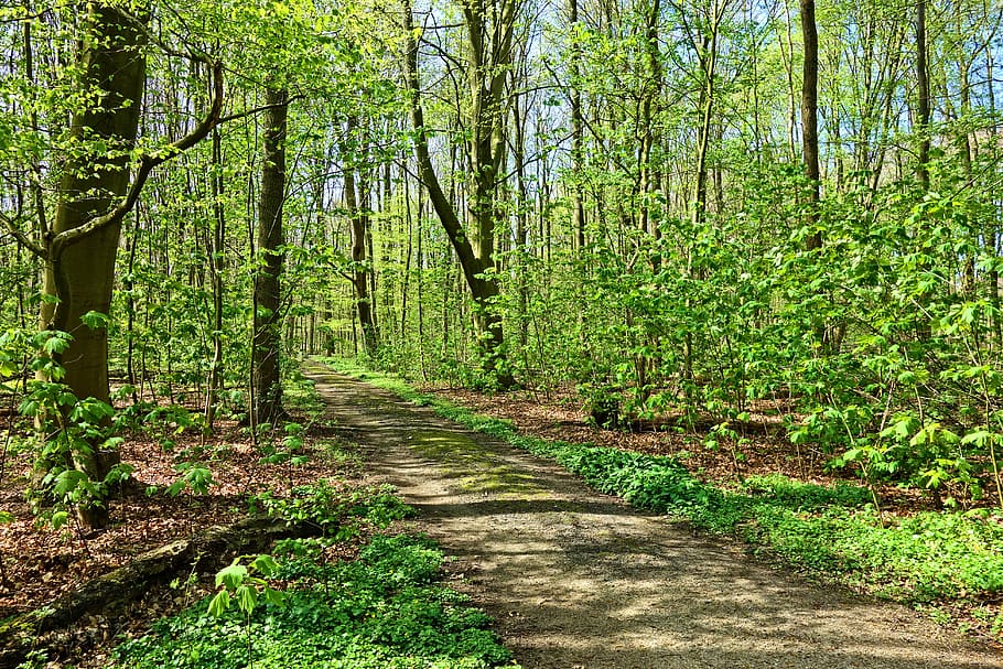 HD wallpaper: forest, tree, path, landscape, spring, young leaves ...