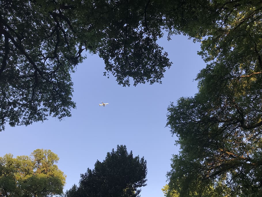 tree, plant, low angle view, sky, growth, nature, flying, mid-air HD wallpaper