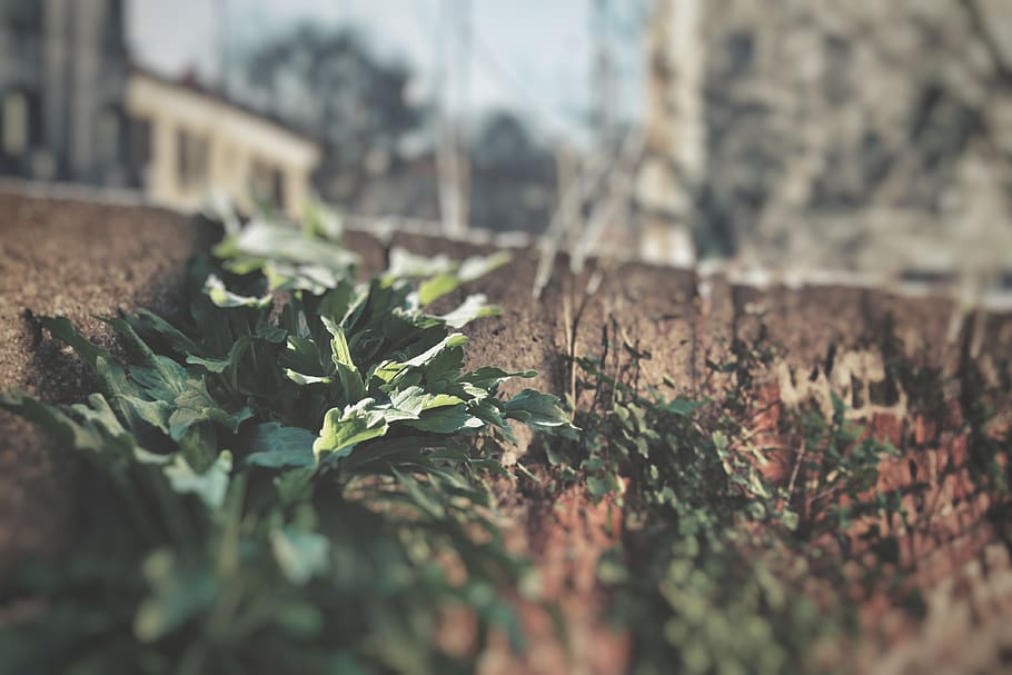 Green Leaves on Pavement, blur, close-up, color, environment HD wallpaper