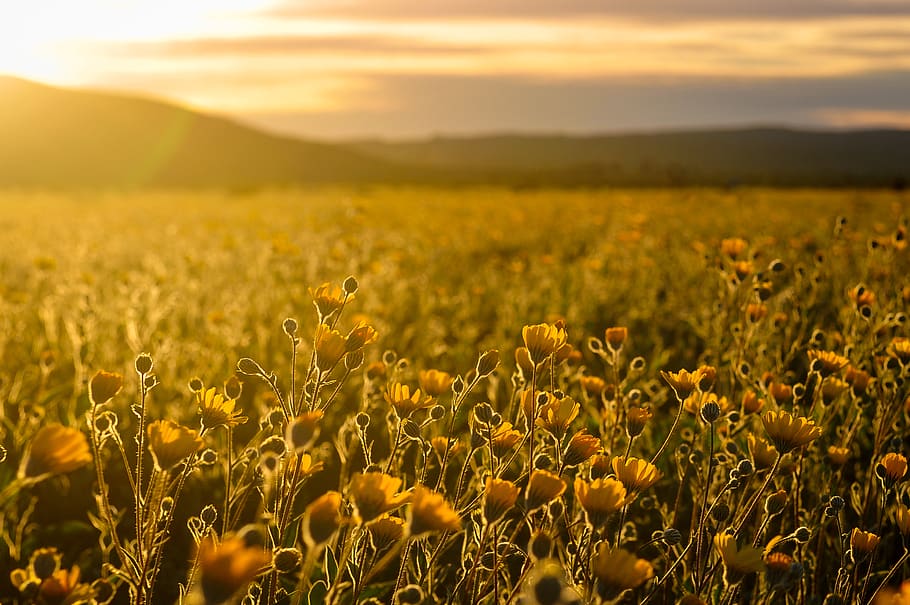 yellow flowers, field, landscape, plant, beauty in nature, sky HD wallpaper
