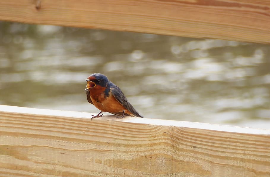 bird, bay, summer, dock, pier, barn swallow, animal themes HD wallpaper