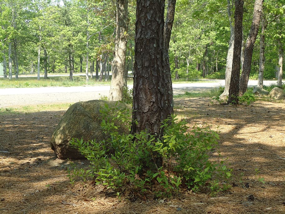 tree, rock, boulder, plant, trunk, tree trunk, growth, nature HD wallpaper