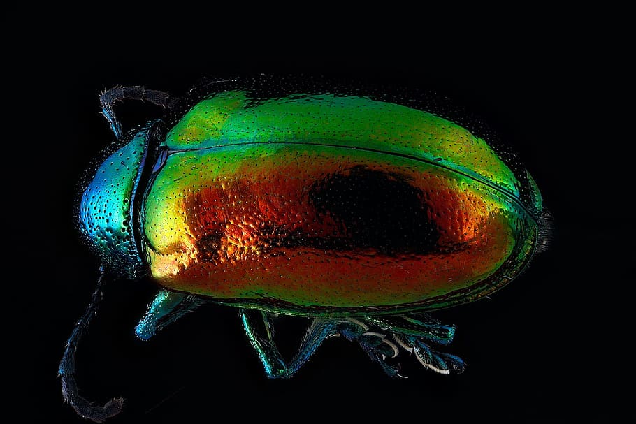 dogbane, beetle, insect, animal, fly, wild, nature, black background HD wallpaper