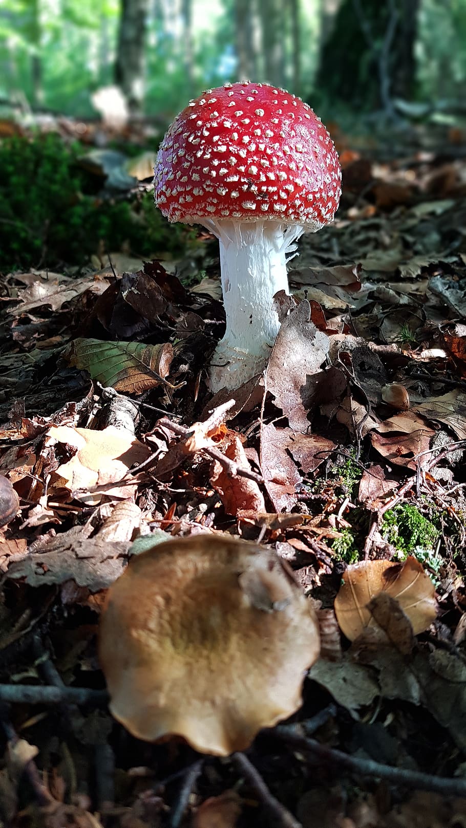 fly agaric, red, white, points, toxic, nature, forest, mushroom HD wallpaper