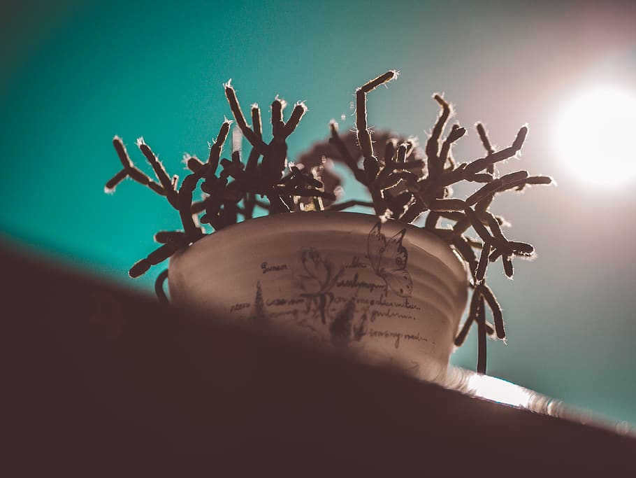 Plant Inside White Pot, backlit, blur, dawn, environment, evening HD wallpaper