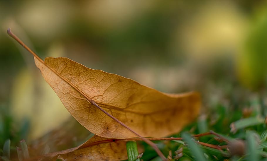 Dry Leaf Shallow Focus Photography, macro, plant part, autumn HD wallpaper