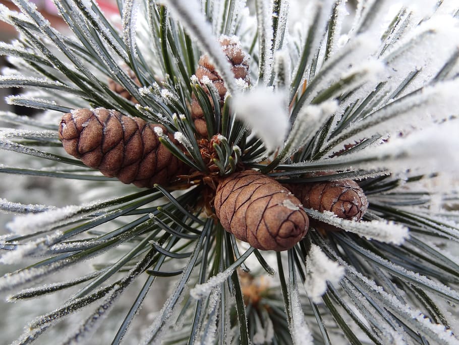 winter, tree, branch, cones, frost, snow, christmas, white HD wallpaper