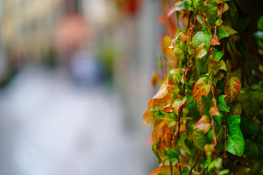 green-leafed plant, blossom, flower, geranium, vine, ivy, banister HD wallpaper