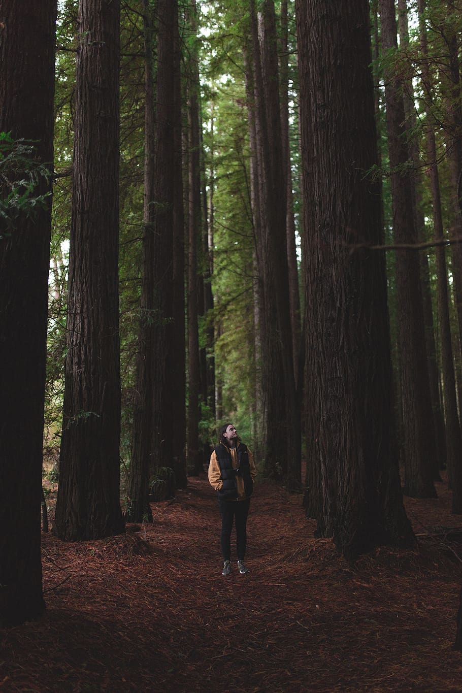trees, explore, woods, forest, nature, hike, camp, camping HD wallpaper