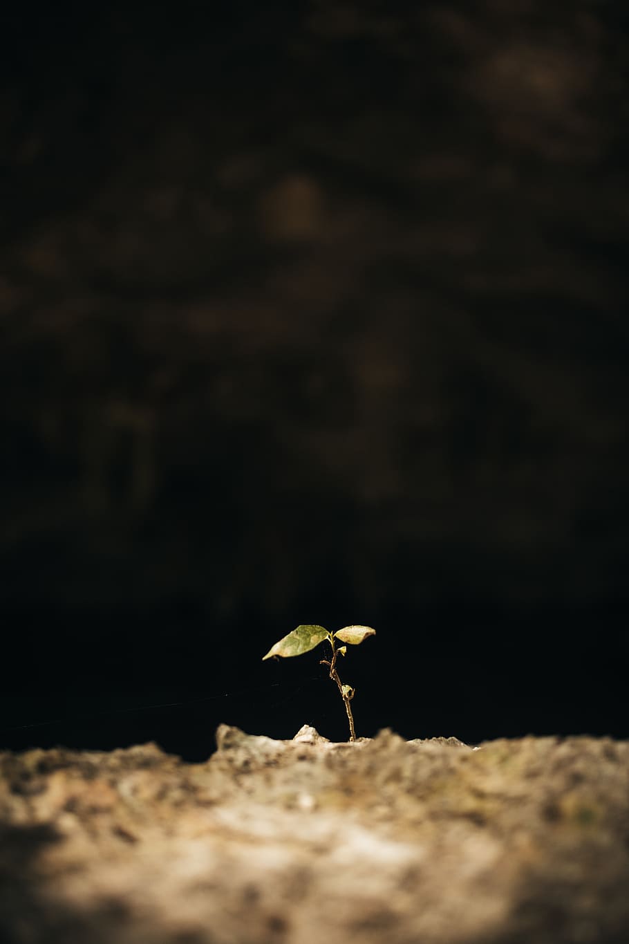 small green-leaf plant, no people, selective focus, nature, close-up HD wallpaper