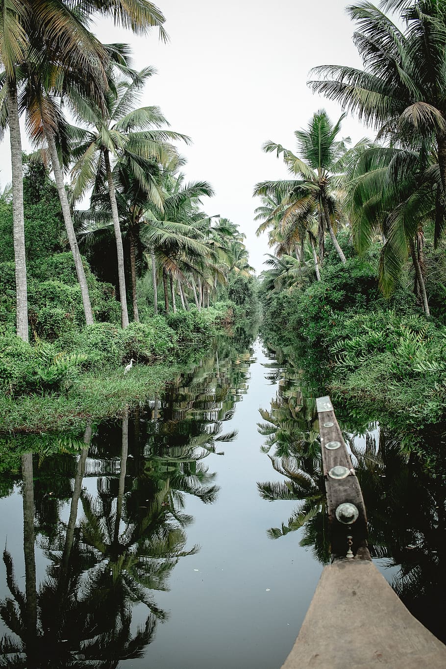 river between coconut trees, plant, vegetation, land, nature, HD wallpaper