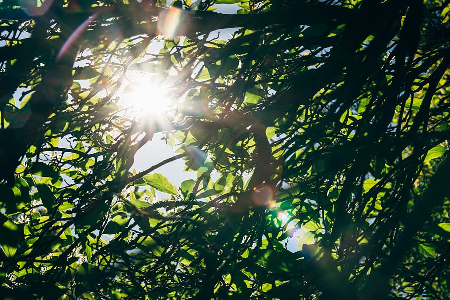 germany, leaf, foliage, ray, sun, sunshine, sun ray, shining HD wallpaper
