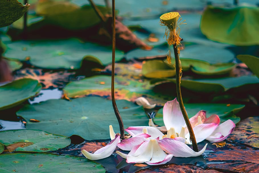 fallen, died, petals, lotus, flower, autumn, nature, sorrow HD wallpaper