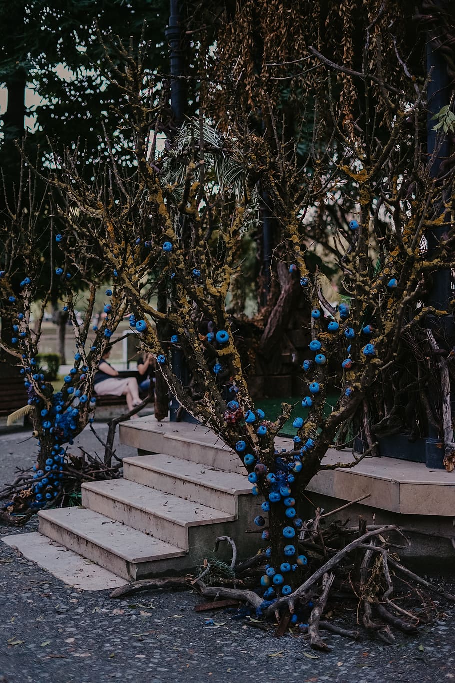 bare tree with blue string lights, human, person, handrail, banister HD wallpaper