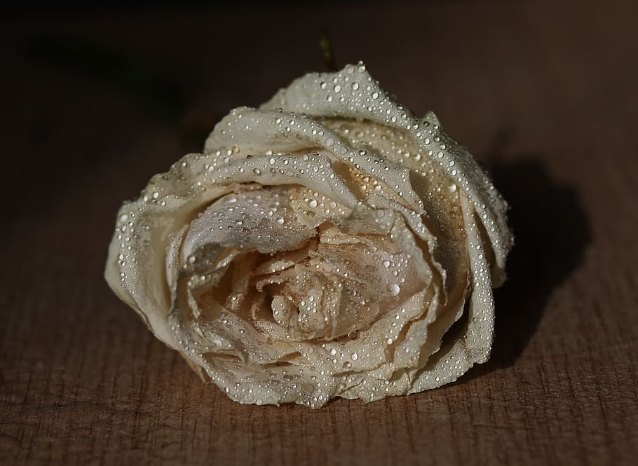 rose, white, petals, drops, splash, water, freshness, close-up HD wallpaper