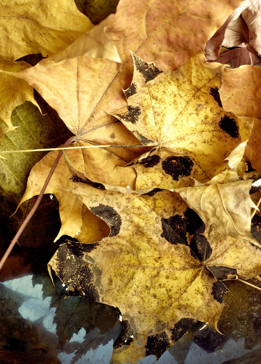 autumn, autumnal, background, botanical, botany, bright, changes, HD wallpaper